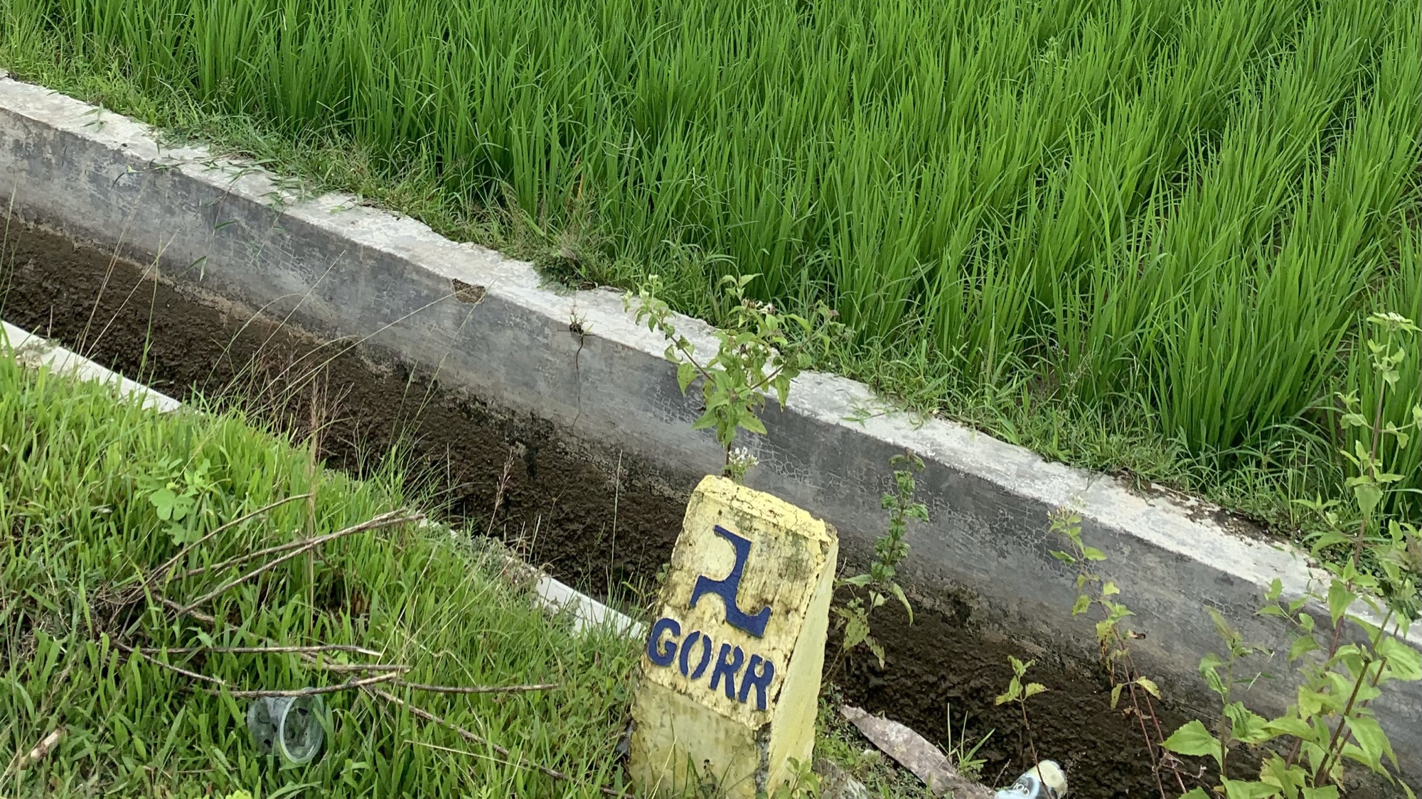Rice field validation site in Gorontalo